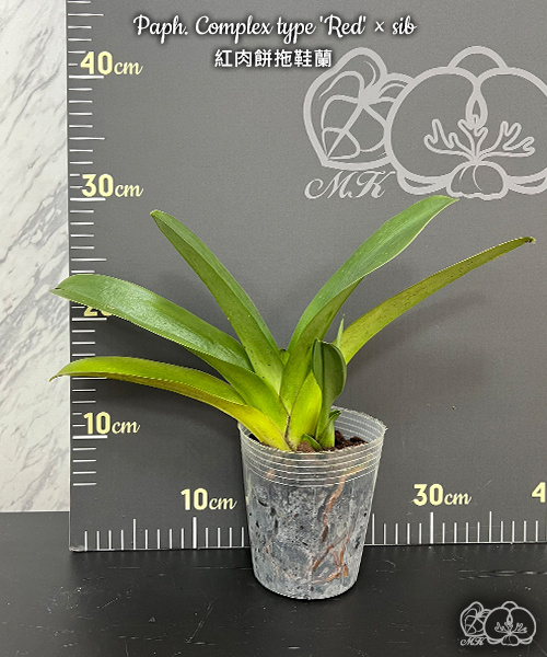 美琪園藝Miki Orchid - 批發專區